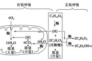无氧呼吸第二阶段产生能量吗（无氧呼吸两个阶段反应式）