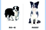 16个不能养边牧的理由（边牧适合什么样的主人）