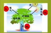 光合作用过程图解（光合作用图解详细）