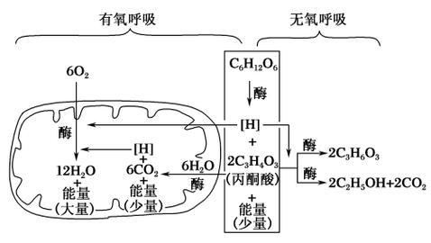 无氧呼吸第二阶段产生能量吗（无氧呼吸两个阶段反应式）