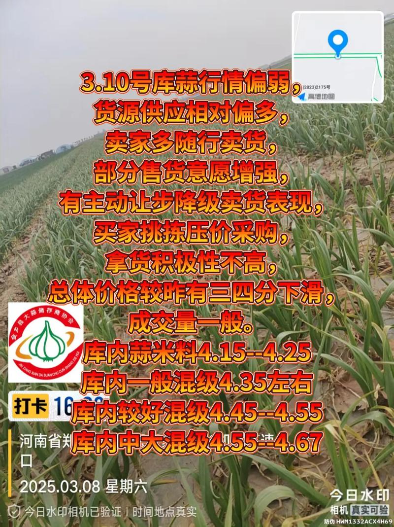大蒜行情（华夏大蒜期货电子盘官网下载）