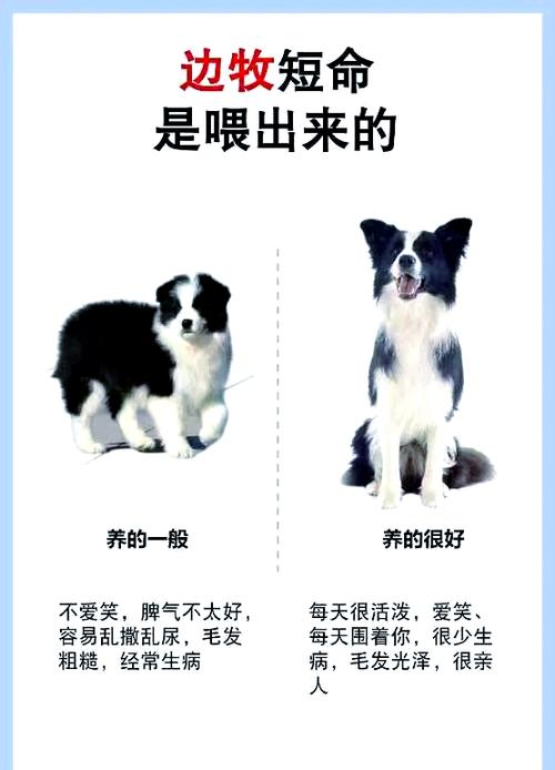 16个不能养边牧的理由（边牧适合什么样的主人）