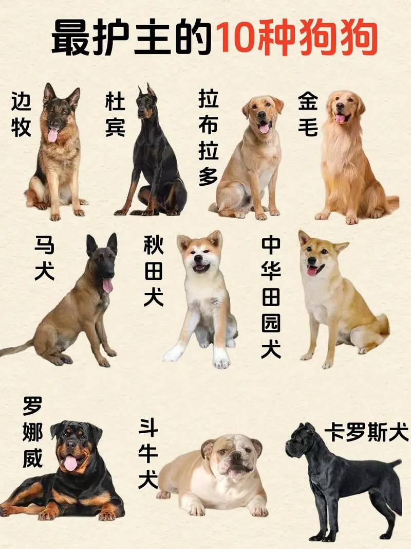 世界名狗(世界十大名犬排行榜)